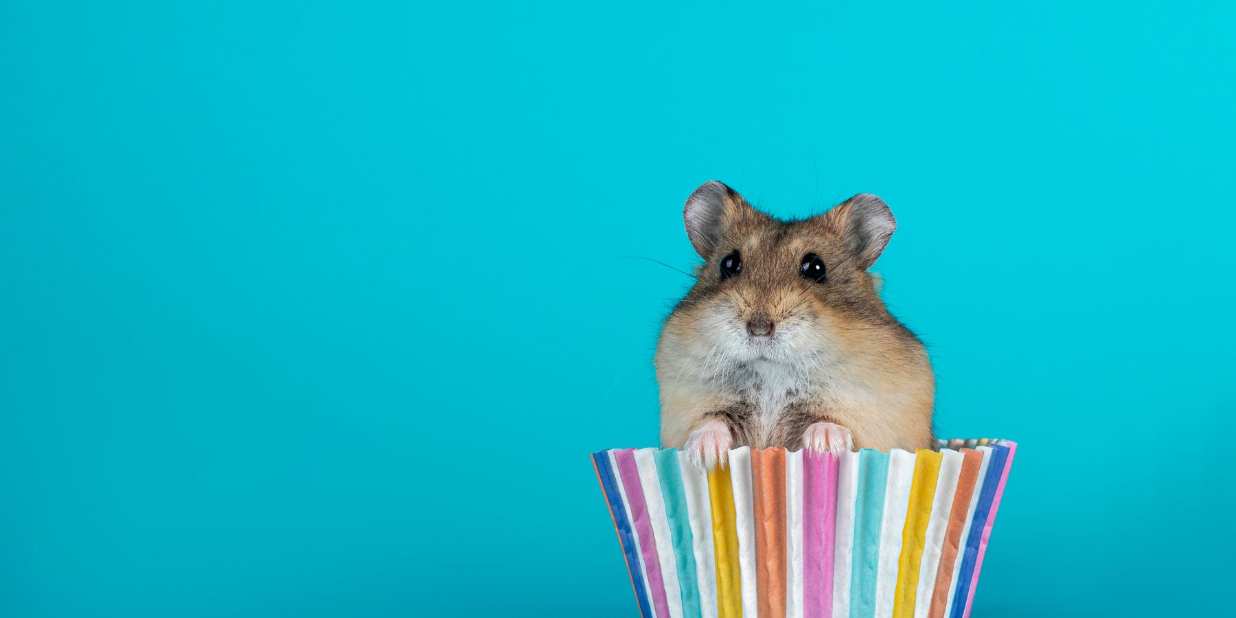 Can a Hamster Eat Apples? What You Need to Know Nutritional Benefits of Apples for Hamsters